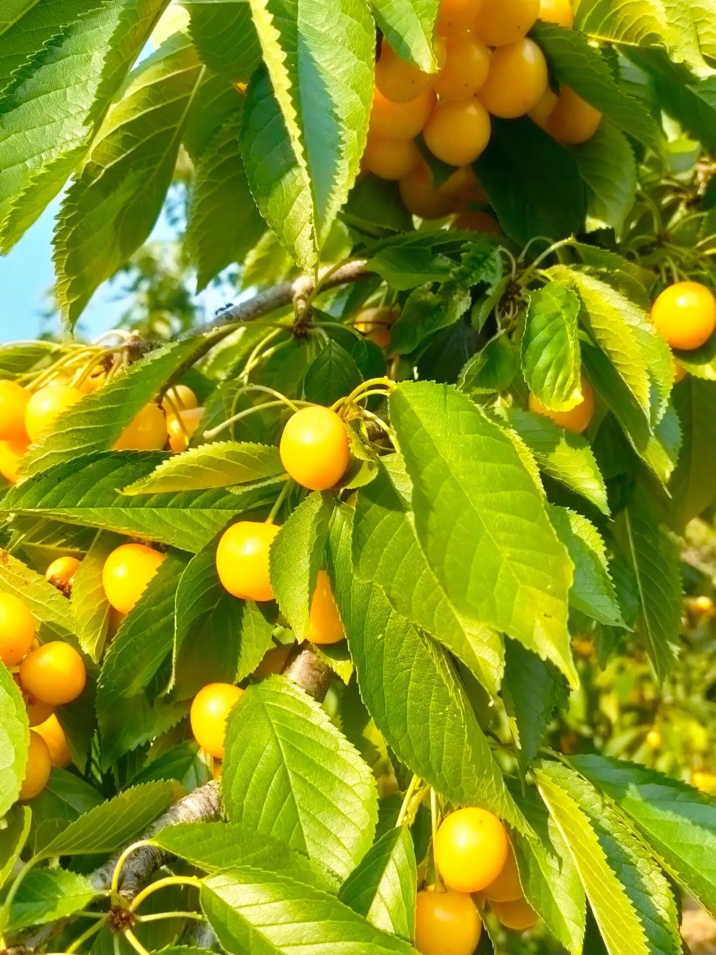 Adana Saimbeyli’de Beyaz Kiraz Hasadı Başladı 4