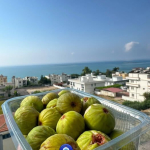 Adana-Karatasta-Incir-Hasadi-Basladi.jpg