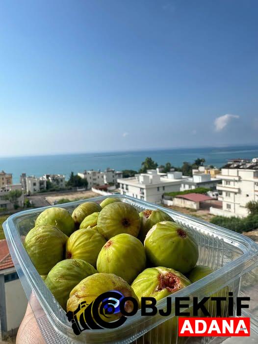 Adana-Karatasta-Incir-Hasadi-Basladi.jpg