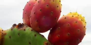 Adana039da-Dikenli-Incir-Tezgahlarda-Yerini-Aldi.webp.webp.webp