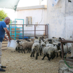 Adanali-besici-sicaktan-etkilenen-koyunlarini-klimali-ahirda-serinletiyor.jpg