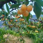 Saimbeylide-Kiraz-Hasadi-Devam-Ediyor.jpg