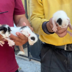 bir-ilde-vicdanlari-sizlatan-olay-copteki-agzi-bagli-posetten-5-yavru-kedi-cikti-sfpx.jpg