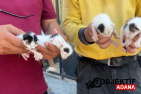 bir-ilde-vicdanlari-sizlatan-olay-copteki-agzi-bagli-posetten-5-yavru-kedi-cikti-sfpx.jpg
