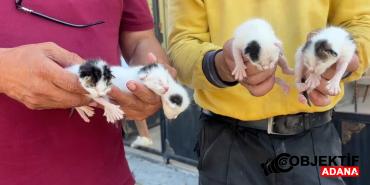 bir-ilde-vicdanlari-sizlatan-olay-copteki-agzi-bagli-posetten-5-yavru-kedi-cikti-sfpx.jpg