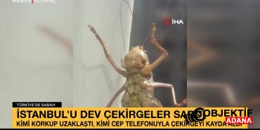 istanbulu-dev-cekirgeler-sardi-1rar.jpg