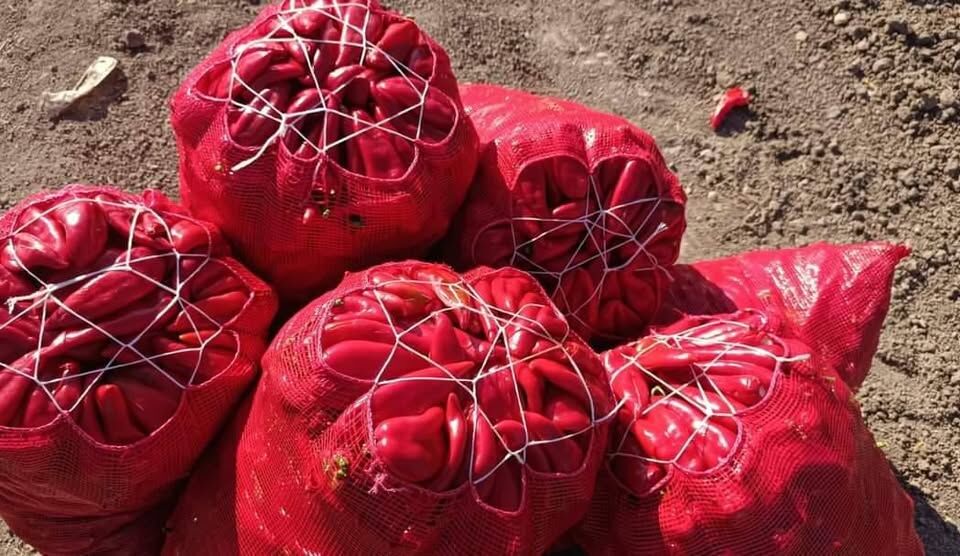 Adana'da Alçalık Biber Hasadı Hız Kesmiyor (1)