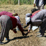 5-kilo-ureten-ev-alinir-yeni-sezon-dikimi-basladi-jh7x.jpg
