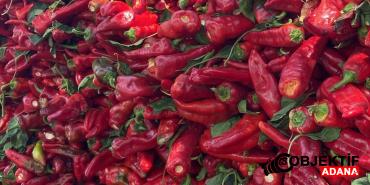 Karaisalinin-Salcalik-Biberinde-Hasat-Bereketi.jpg