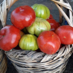 Saimbeyli-Domatesi-Kendine-Has-Aromasiyla-One-Cikiyor.jpg