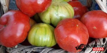 Saimbeyli-Domatesi-Kendine-Has-Aromasiyla-One-Cikiyor.jpg