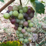 Saimbeyli-Kalesekizinde-Uzumlerde-Son-Durum.jpeg