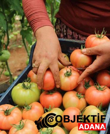 Saimbeyli-Yayla-Domatesi-Sofralara-Lezzet-Katiyor.jpg