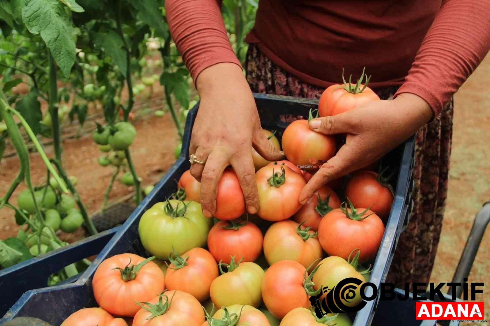 Saimbeyli-Yayla-Domatesi-Sofralara-Lezzet-Katiyor.jpg