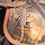 motosikletin-motorundan-cikan-akrep-soke-etti-xexc.jpg