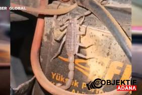 motosikletin-motorundan-cikan-akrep-soke-etti-xexc.jpg