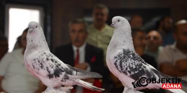 sebap-guvercinleri-podyuma-cikti-fiyatlari-araba-ve-evle-yarisiyor-guzellikleri-buyuluyor-fy2k.jpg