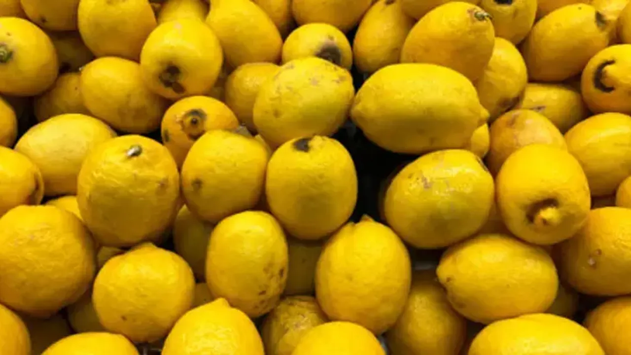 Adanada-Limon-Hasadi-Basladi-Bahcede-Kilogrami-6-12-Lira.webp.webp.webp