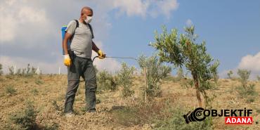 Adanali-gazinin-tarima-meraki-950-agaclik-zeytin-bahcesine-donustu.jpg