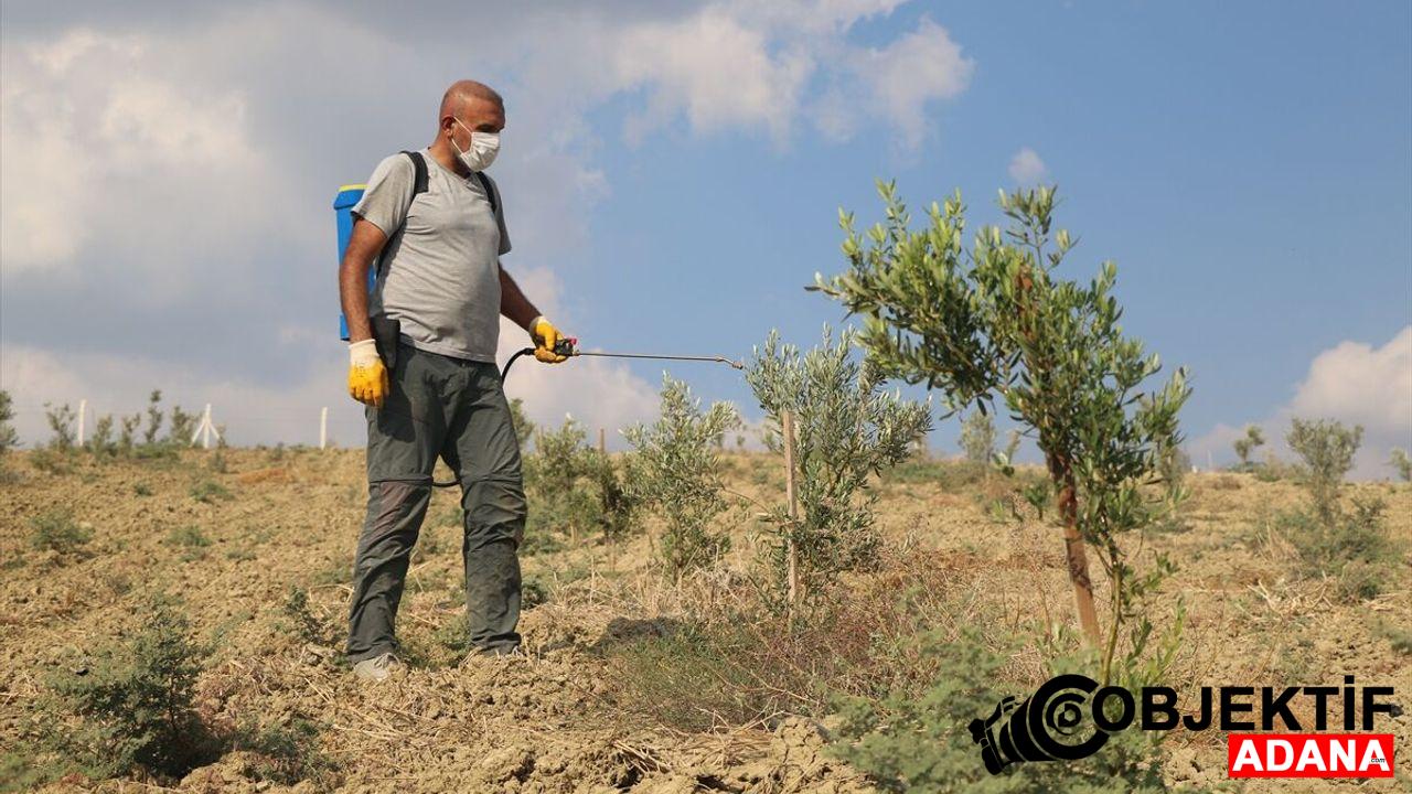 Adanali-gazinin-tarima-meraki-950-agaclik-zeytin-bahcesine-donustu.jpg