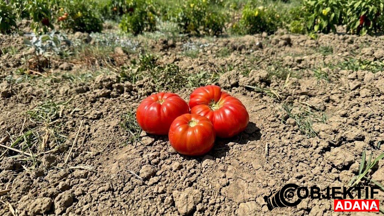 Karatas039ta-Dede-Ata-Tohumundan-Koy-Domatesleri.jpeg