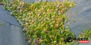 Saimbeyli-Gurlesen-Koyunde-Badem-Bereketi.jpg