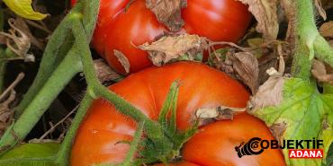 Adana-Saimbeylide-Yayla-Domatesinde-Son-Hasat.jpg