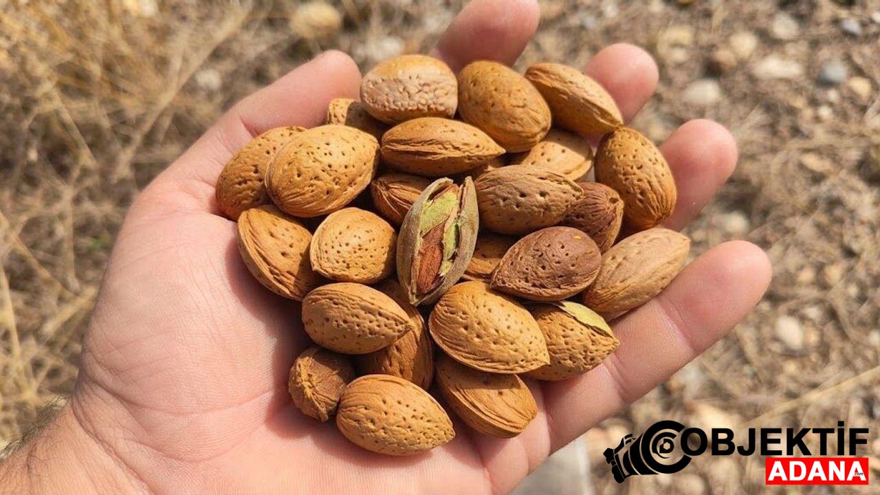 Saimbeylide-Taze-Badem-Hasadi-Basladi.jpeg