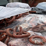 dana-sucugu-adi-altinda-domuz-eti-yedirmisler-26-ton-sucuk-imha-edildi-mvhh.jpg