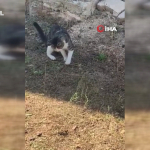 kedi-fare-yerine-yilan-yakalamaya-calisti-o-anlar-guldurdu-hygb.jpg