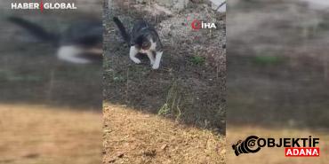kedi-fare-yerine-yilan-yakalamaya-calisti-o-anlar-guldurdu-hygb.jpg
