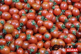 kucuk-domateste-buyuk-tehlike-avrupada-800-kisiyi-asan-salgin-fbh4.jpg